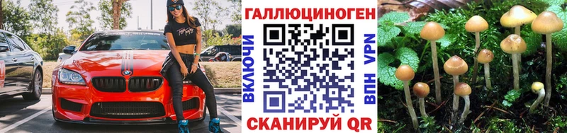 Псилоцибиновые грибы Psilocybine cubensis  где купить   Данилов 